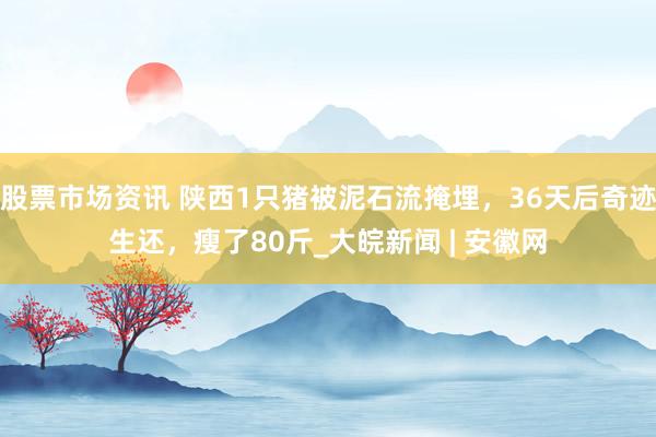 股票市场资讯 陕西1只猪被泥石流掩埋，36天后奇迹生还，瘦了80斤_大皖新闻 | 安徽网